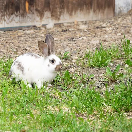 דירה Untersuessgut Eben אבן אים פונגאו