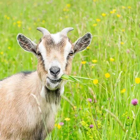 Untersuessgut Eben *